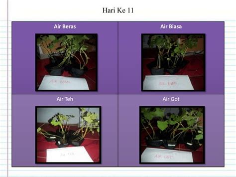 Laporan Hasil Penelitian Biologi Pengaruh Jenis Media Air Pada