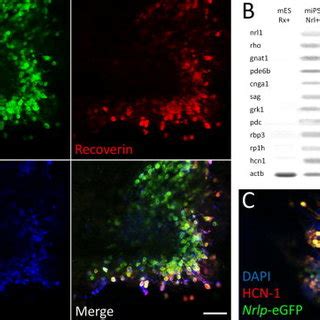 Mouse Ips Cell Derived Nrlp Egfp Positive Cells Express Rod