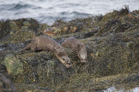 88 Baby otters Stock Pictures, Editorial Images and Stock Photos | Shutterstock