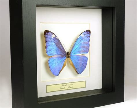 Real Blue Morpho Butterfly Framed Taxidermy Morpho Peleides Etsy