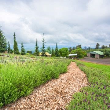 Ali'i Kula Lavender Farm, Kula, Maui, Hawaii, United States – Farm ...