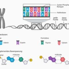 Satelliten Dna Doccheck Flexikon