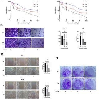 BA Represses Viability Proliferation And Migration Of Human Bladder