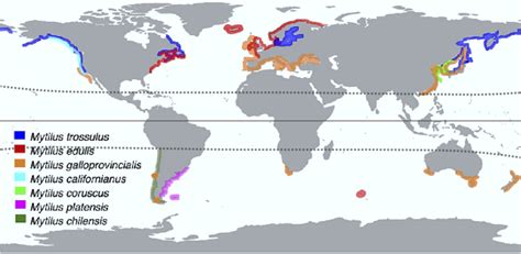 Répartition géographique des espèces du genre Mytilus Adaptée de