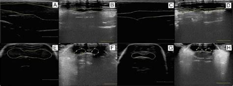 Scielo Brasil Use Of B Mode Ultrasonography For Sex Determination