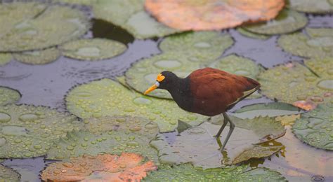 Northern Jacana | Audubon Field Guide