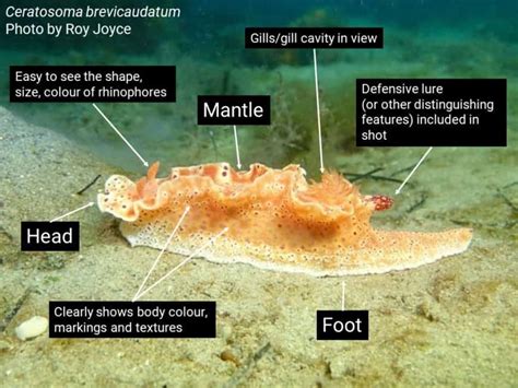 Sea Slug Census - Victorian National Parks AssociationVictorian National Parks Association