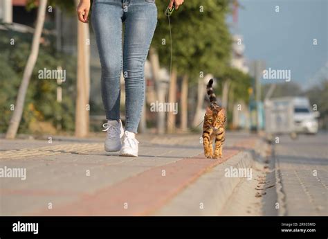 A Bengal Cat On A Leash Walks Next To A Woman On The Sidewalk Walking