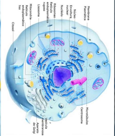 Animal Cell Puzzle Factory