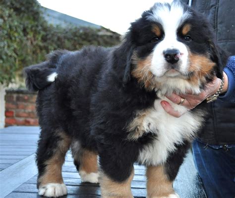 Miniature Bernese Mountain Dog Puppies