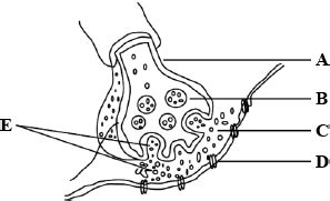 In the following diagram showing axon terminal and synapse A, B, C, D ...