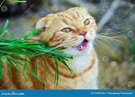 A Woman Plucks Grass for the Cat To Eat. Cat Eating Grass Stock Photo ...