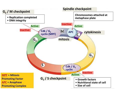 PPT - Cell division, cell growth, cell Cycle PowerPoint Presentation ...