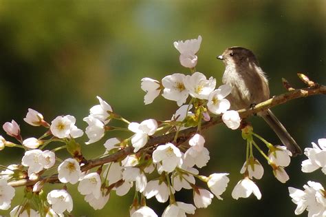 Bird And Cherry Blossom Shutterbug