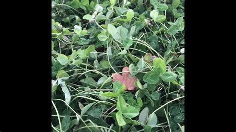 Food Plots Alfalfa Vs Clover Youtube