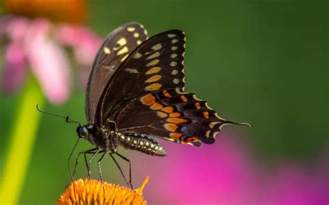 Butterfly Species In Arizona Insectic