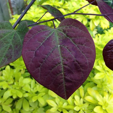 Cercis Canadensis Forest Pansy Syn Cercis Canadensis Purple Leaf