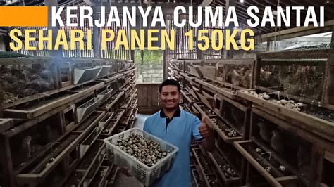 TERNAK BURUNG PUYUH MENJANJIKAN TIAP HARI PANEN 150 KG TELUR YouTube