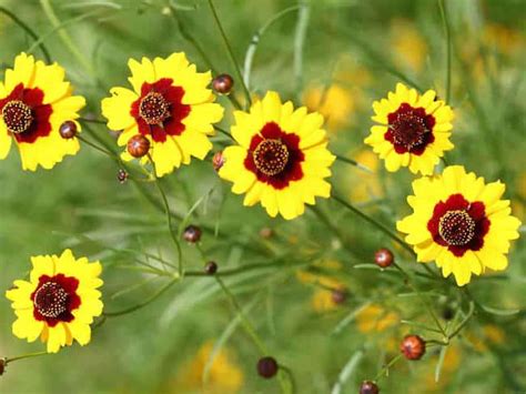 Coreopsis Plant Care – How To Grow and Care for Coreopsis Plants