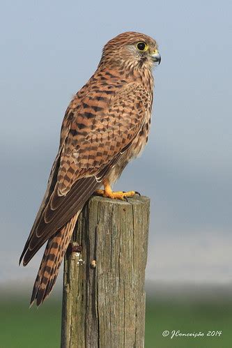 Peneireiro Vulgar Falco Tinnunculus Common Kestrel Flickr