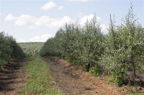 Olivicultura Boas Pr Ticas No Caminho Da Sustentabilidade Agrotec Pt