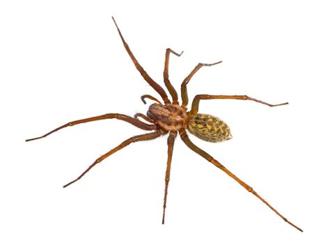 Are Hobo Spiders Dangerous Valuable Facts To Know About Utah’s Hobo Spider