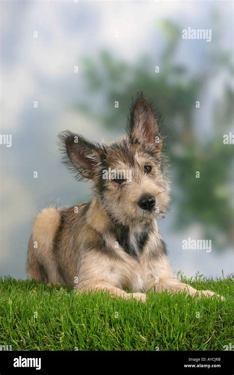 Berger Picard Puppy 14 Weeks Berger De Picardie Stock Photo Alamy