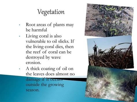 Oil spill (Causes, Control and Prevention) | PPT