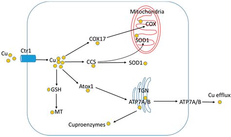 Nutrients Free Full Text Copper Fructose Interactions A Novel