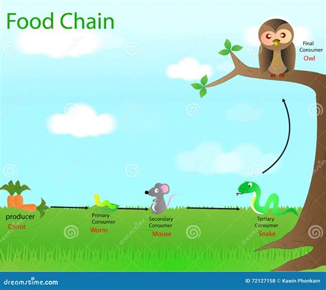 Food chain stock illustration. Illustration of green - 72127158