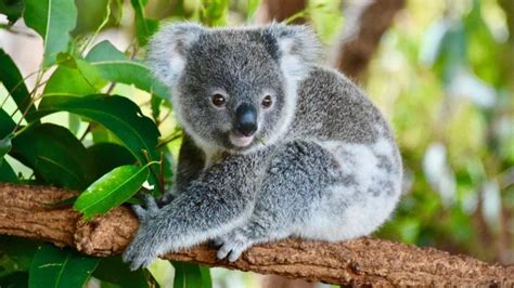 Curiosidades De Los Koalas Que Te Gustar Descubrir