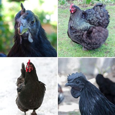 23 Adorable Black Chicken Breeds To Raise