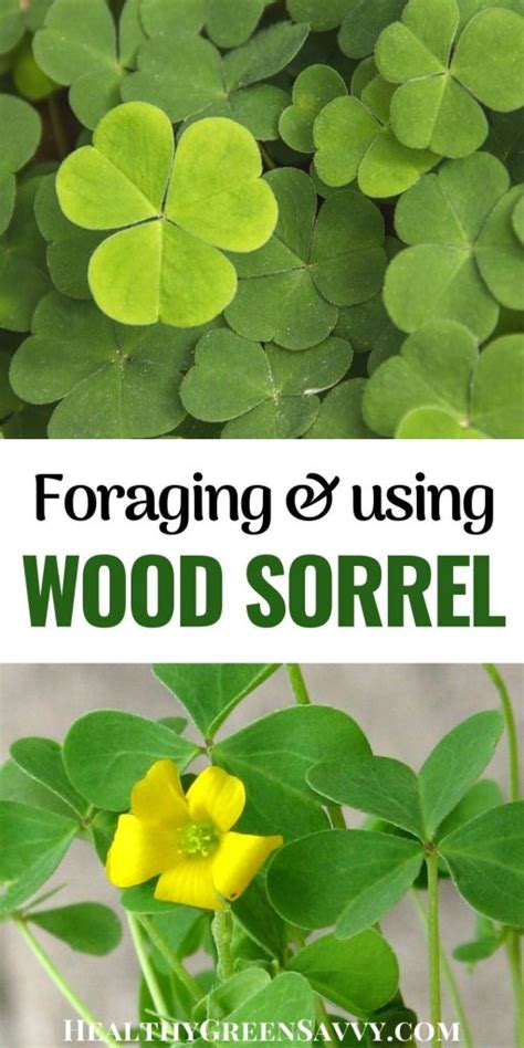 Sour Grass, Wood Sorrel: An Edible & Medicinal Wild Plant