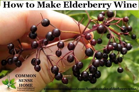 Dried Elderberry Wine Recipe Uk | Besto Blog