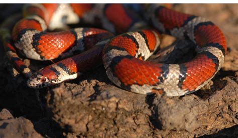 10 Facts About The Milk Snake