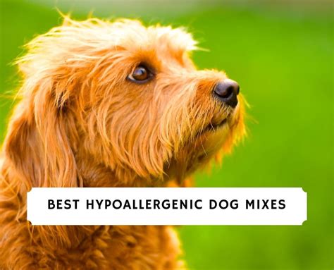 10 Best Hypoallergenic Dog Mixes!