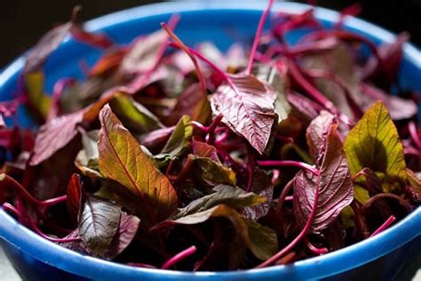 Tambdi Bhaji Recipe Red Spinach Recipe Goan Red Amaranth Sabzi Recipe