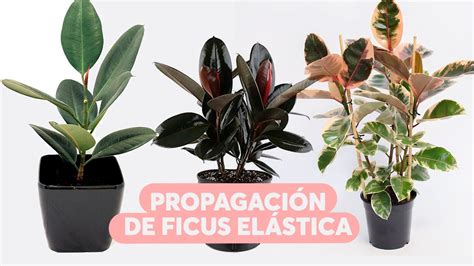 Reproducción de gomero o ficus elástica MUY FÁCIL NO NECESITAS