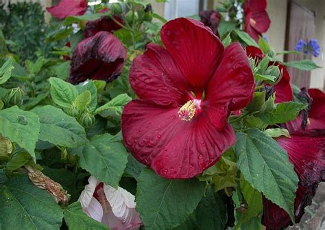 Hibiskus Bagienny Czerwony Art Nr D Skarby Ogrodu