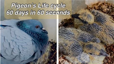 Pigeons Life Cycle 60 Days In 60 Seconds Short Video HD CJCG YouTube