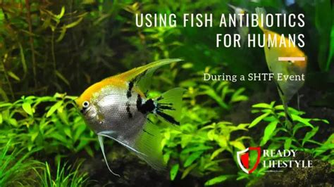 Don't Be Caught Unprepared: Stock Up on Fish Antibiotics for Emergencies