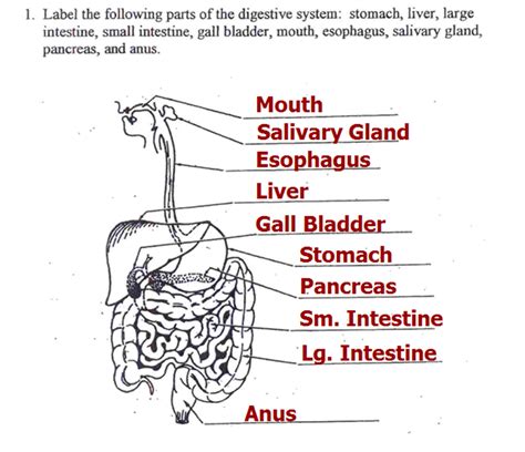 Mrs Albaneses 7th Grade Science Class Digestive System