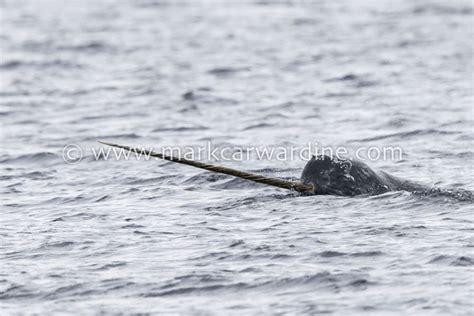 Narwhal Monodon Monoceros Male Showing Tusk Pond Inlet Northern