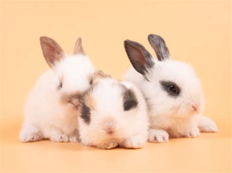 Tres Lindo Conejo Blanco Sobre Fondo Amarillo Grupo De Conejos Beb