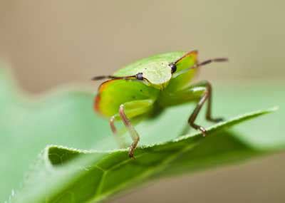 Integrated Pest Management Canberra Organic Growers Society