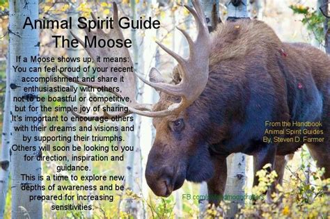 The Moose Spirit Animal Totem Animal Spirit Guides Your Spirit Animal