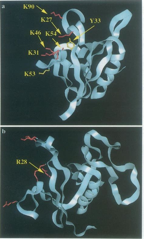 Structure Of The Dynamin Ph Domain A And Predicted Model Of The Btk