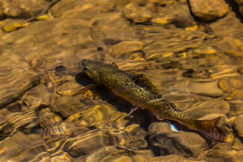 Wisconsin Farmer Wins Legal Battle Over Brook Trout Stream Flylords Mag