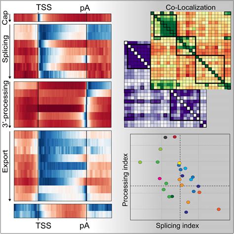 Transcriptome Maps Of Mrnp Biogenesis Factors Define Pre Mrna