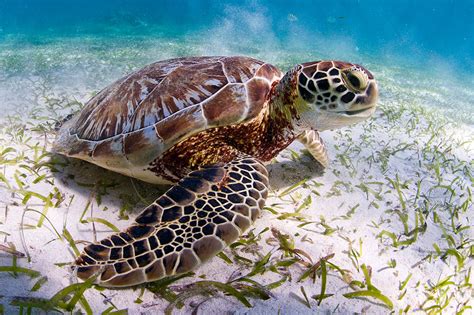 D A Mundial De Las Tortugas Marinas Datos Curiosos Sobre Las